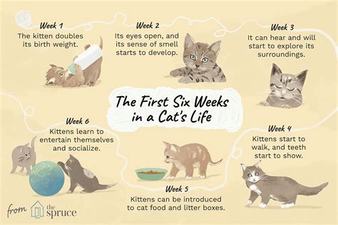 Two <b>weeks</b> into a <b>kitten</b>’s life. . Kitten milestones by week